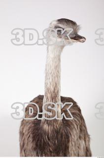 Emus body photo reference 0027